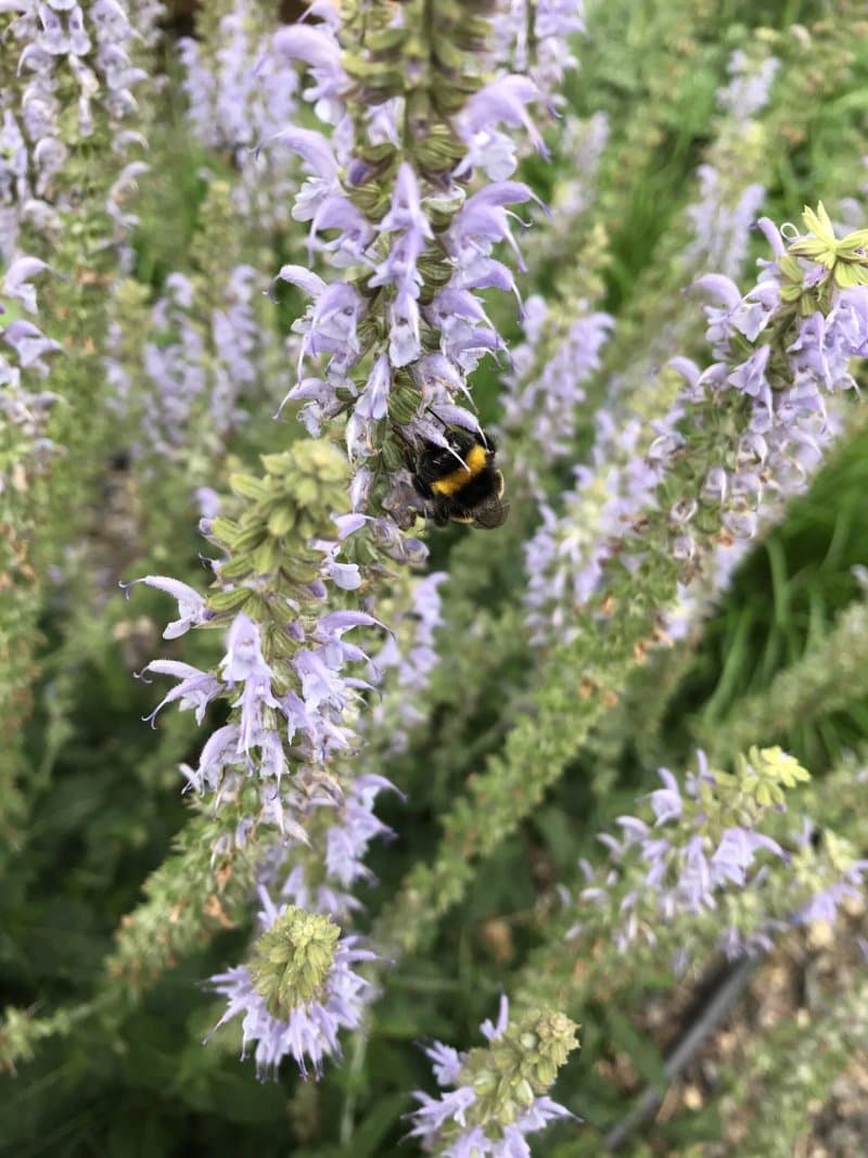 Meelfabriek Tuin Leiden