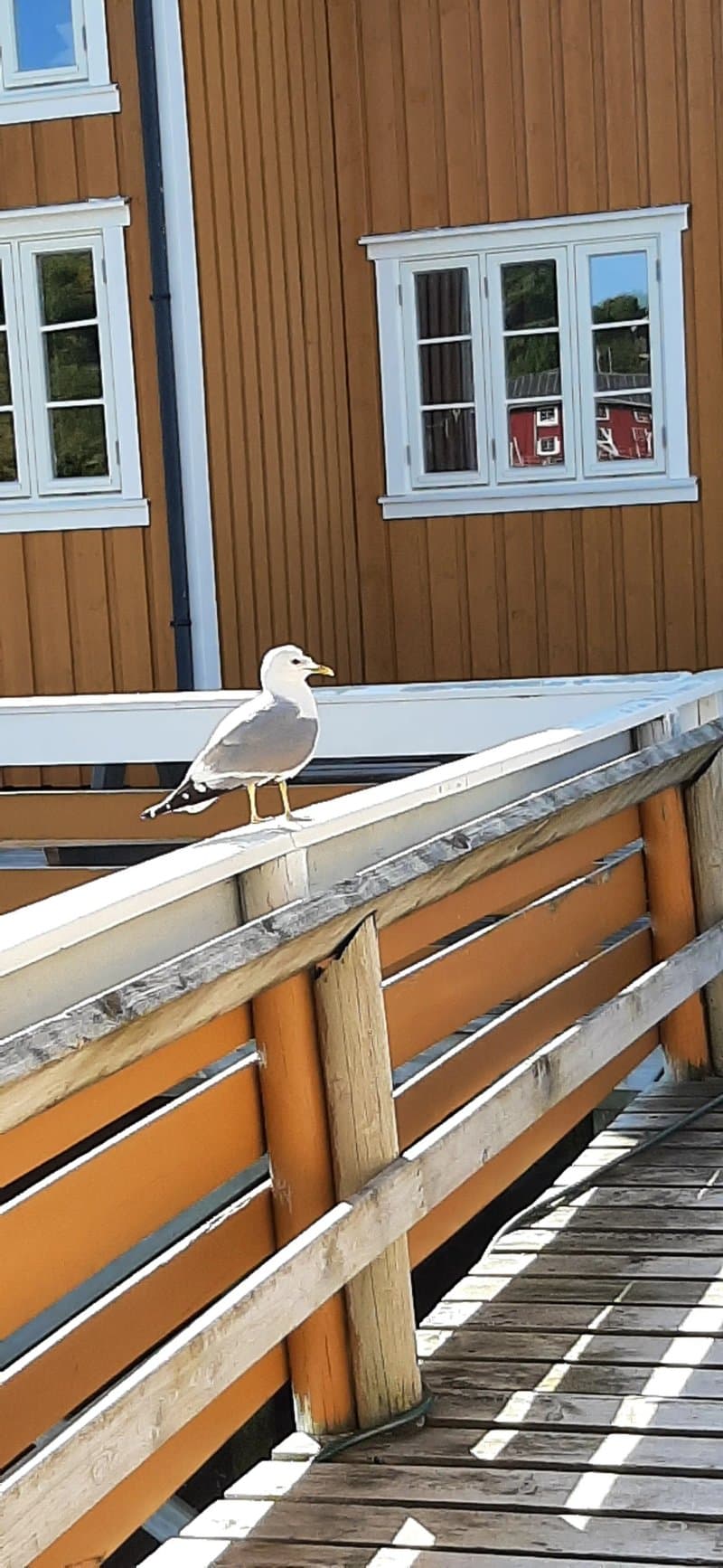 Sakrisøy Rorbuer