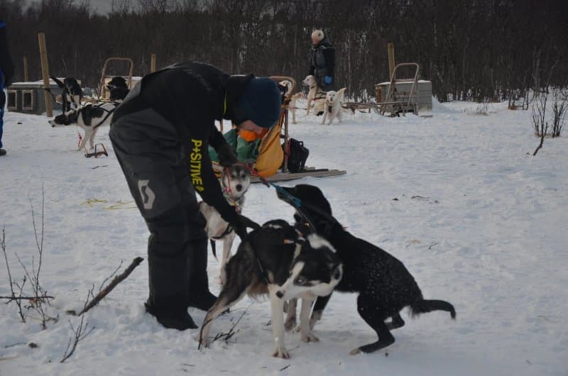 Dog Sledding Lyngen Alps Day Tour