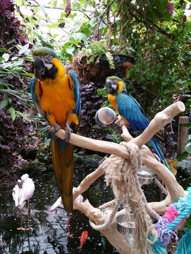 Avonturia De Vogelkelder