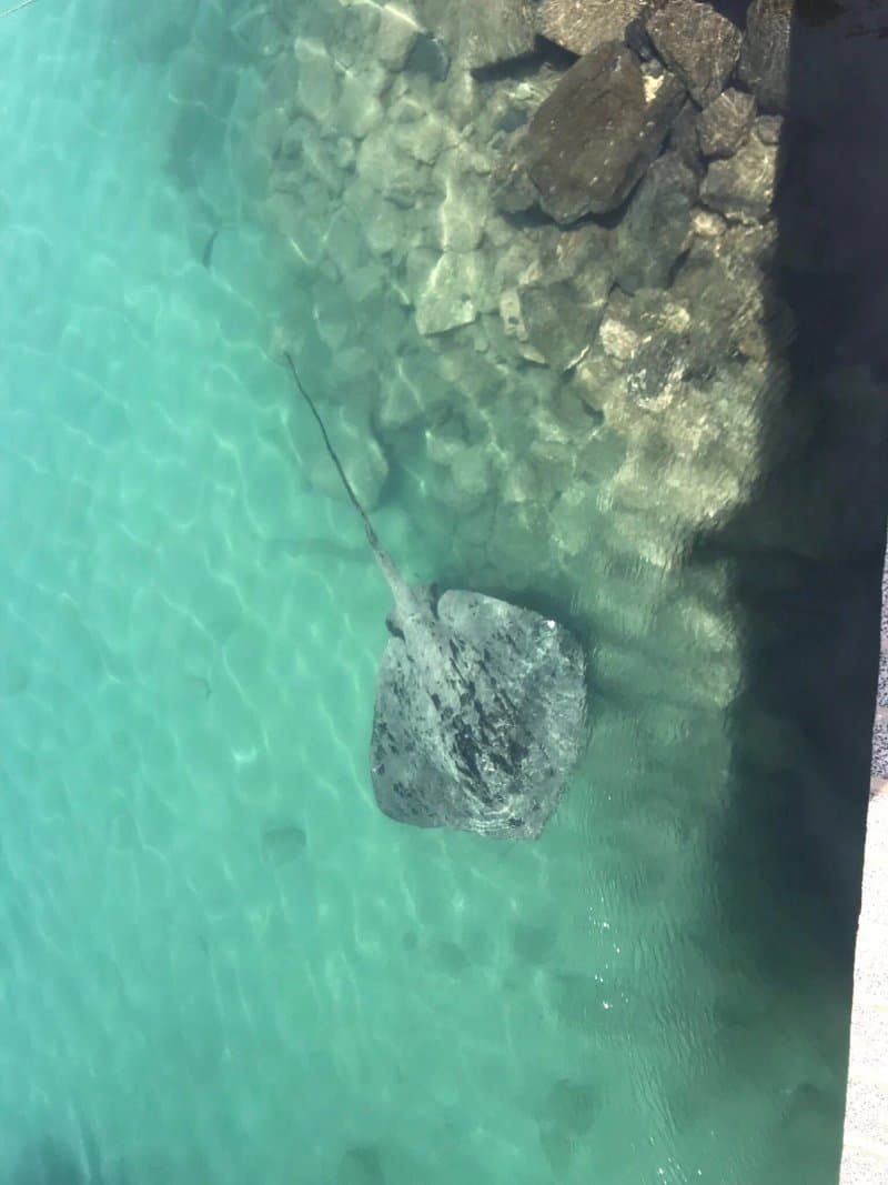 Turtle Nursery