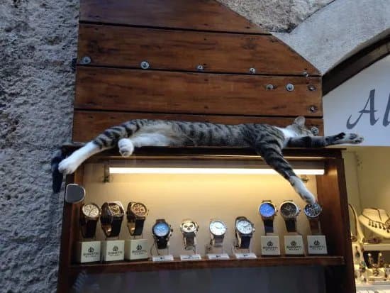 Kotor's Cats