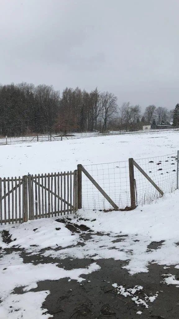 Tiergehege Am Goldenen Stern