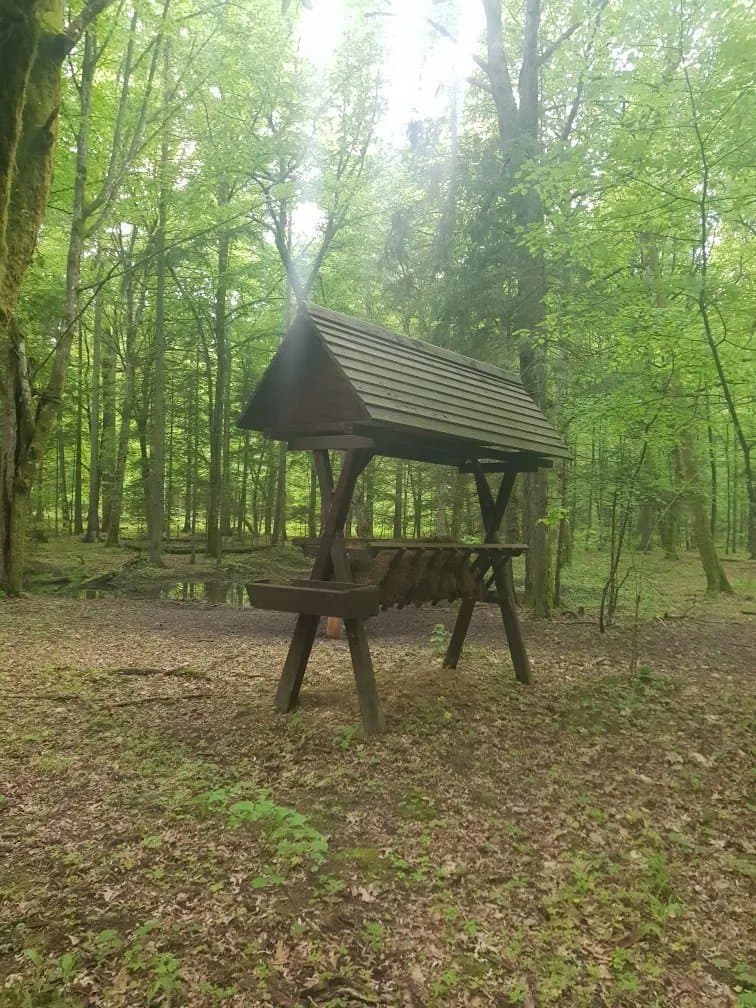 Bialowieza Forest