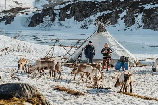 Wondering Reindeer