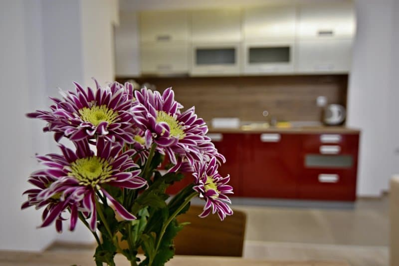 Stela Deluxe Apartments