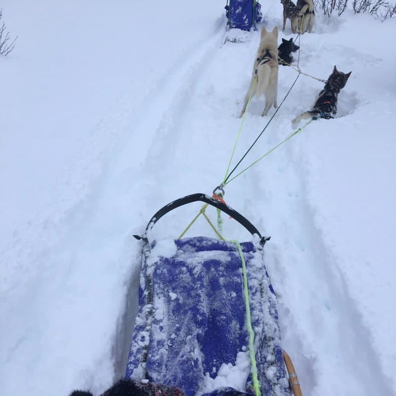 Geilo Husky Day Tours