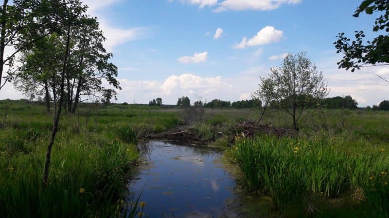 Poleski Park Narodowy