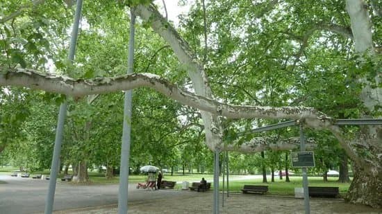 London plane tree