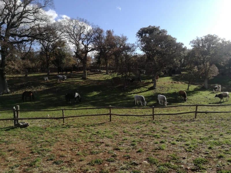 Agriturismo Masseria Cicerone