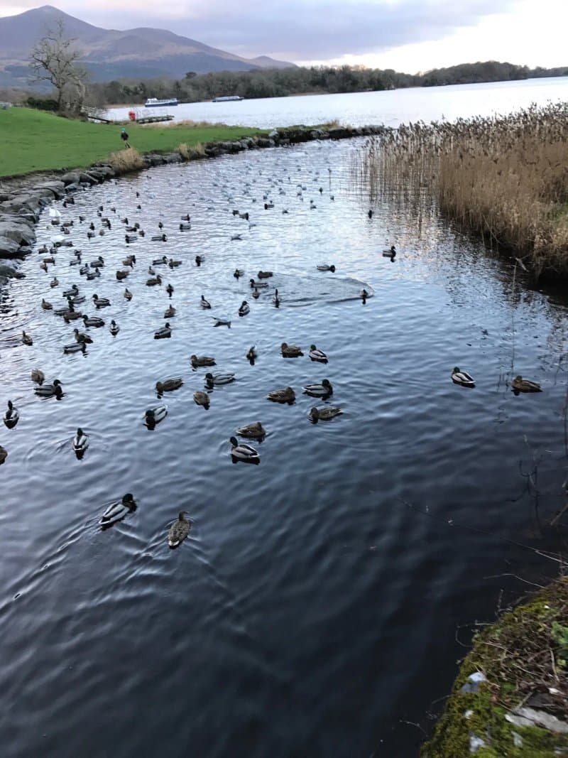 Lough Leane