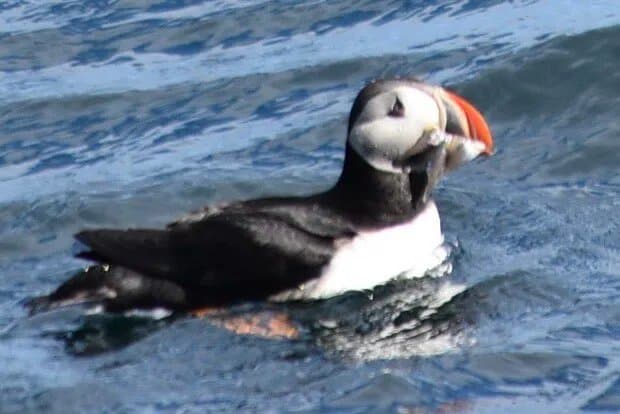 Puffin Safari