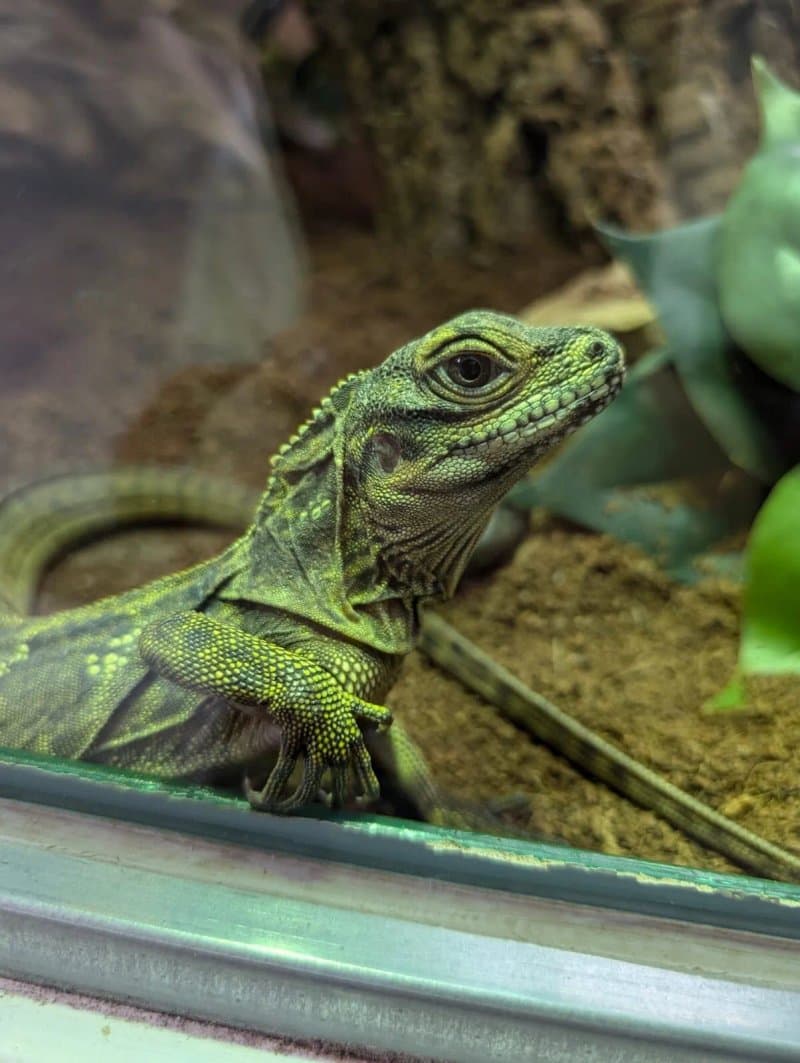 Reptiland