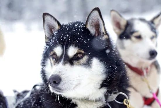 Husky Voice