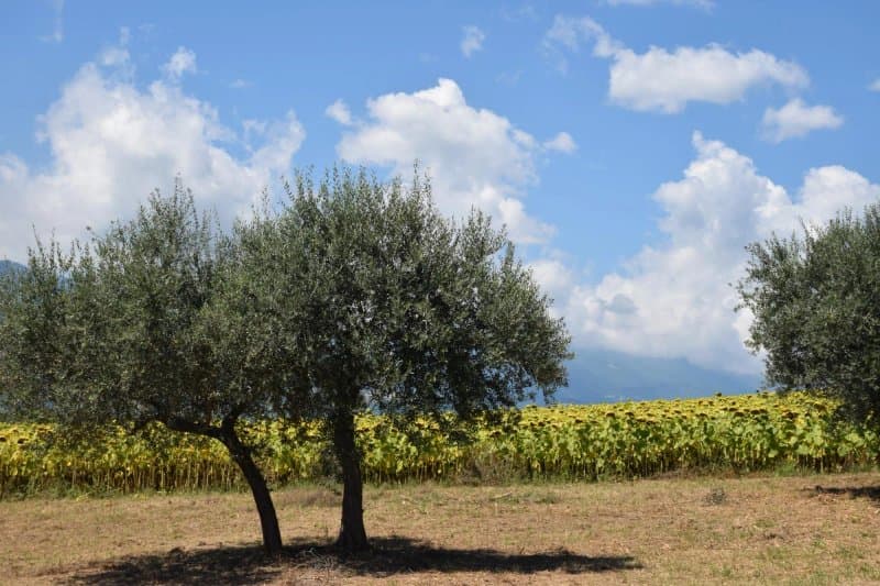 Agriturismo Le Magnolie