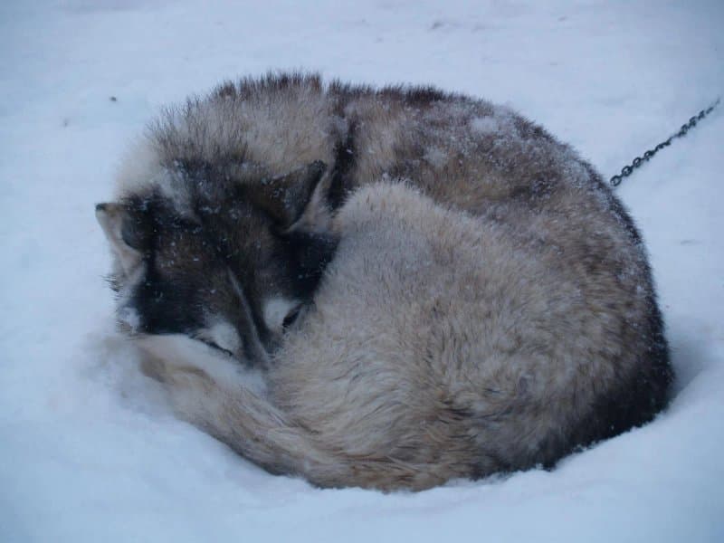 Finn-jann Huskyfarm