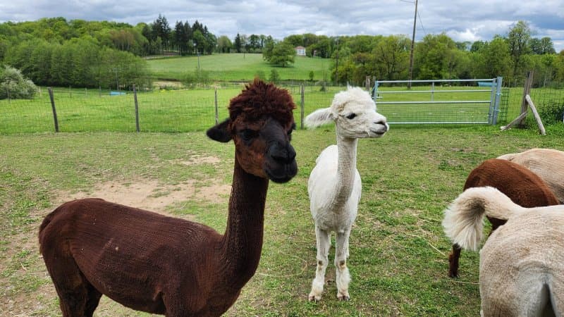 Dreamwork Alpacas