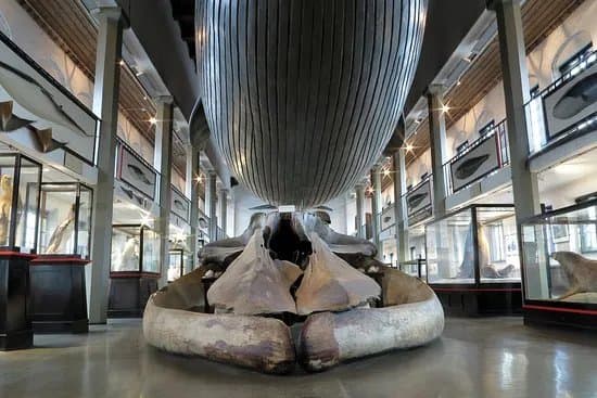 Vestfoldmuseene IKS, Hvalfangstmuseet