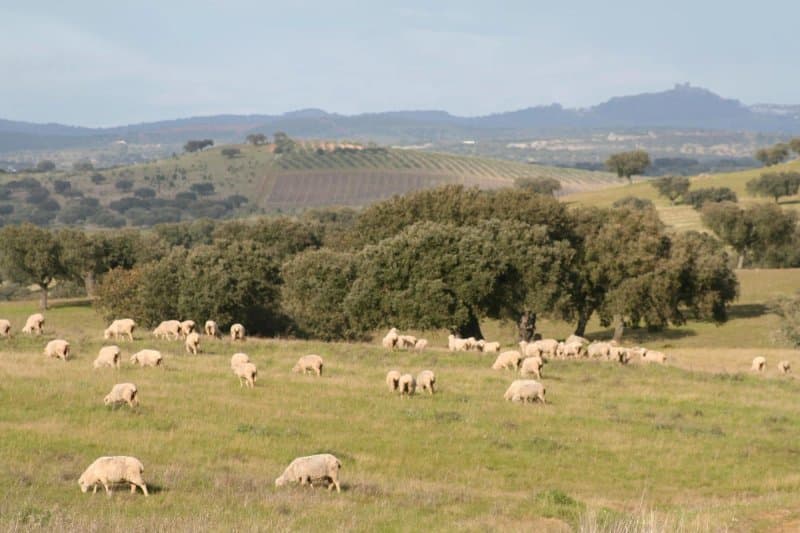 Monte Alto