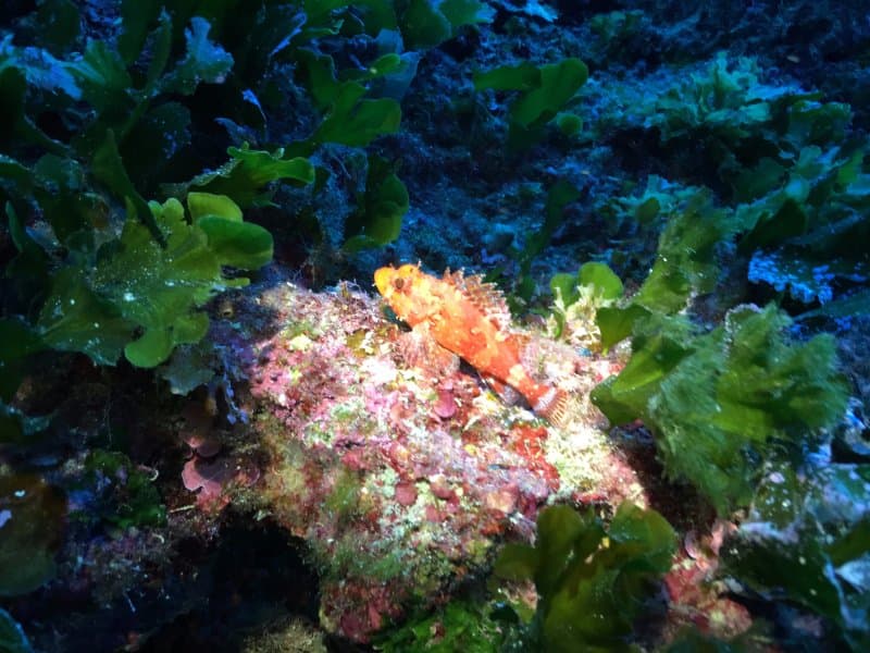 Extra Divers Gozo