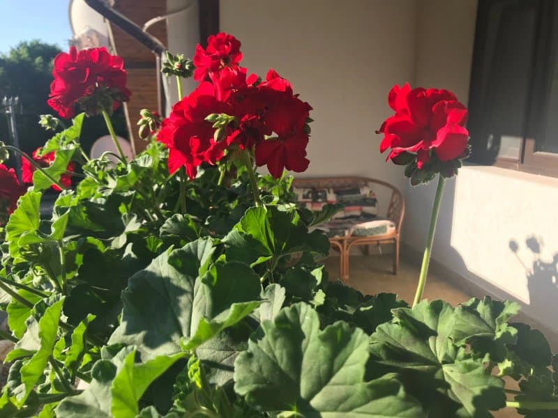 Cetatuia Magura Buzau