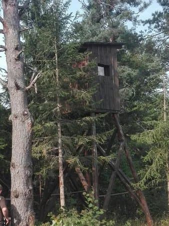Bear Observation