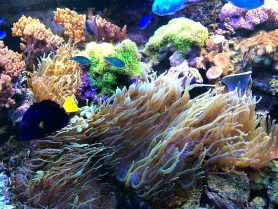 Aquarium Wasserbillig