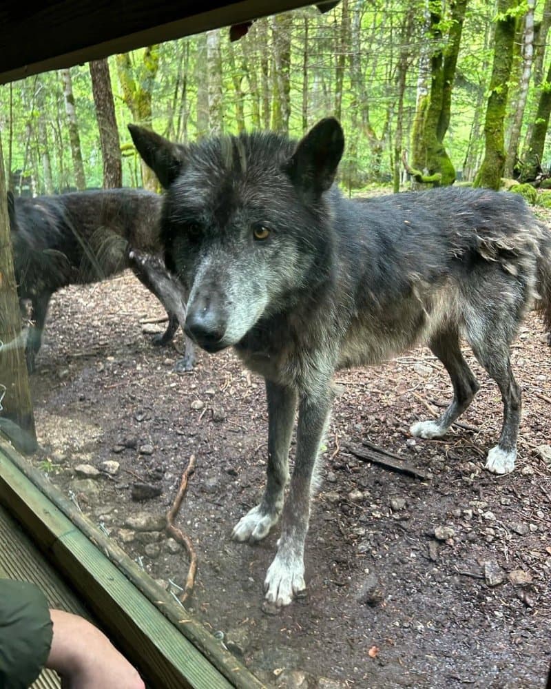 La Maison des Loups