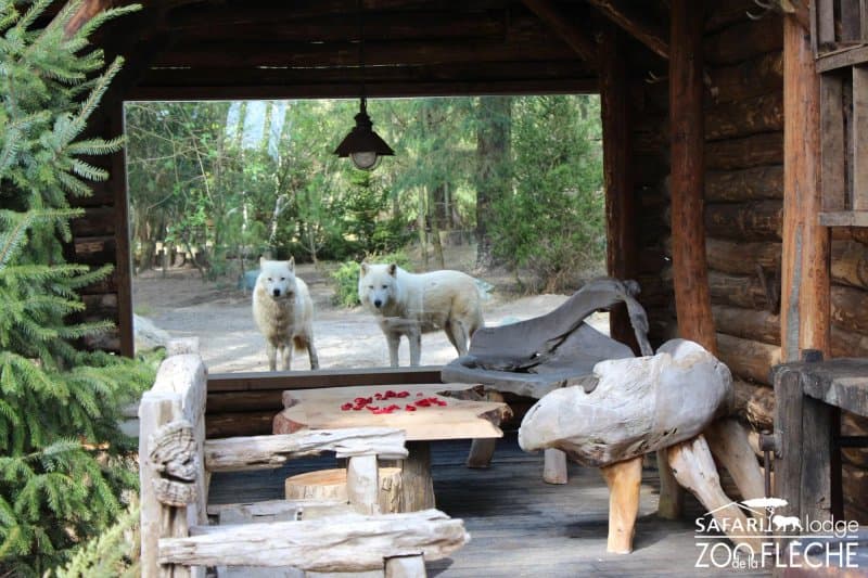 Safari Lodge & Suite