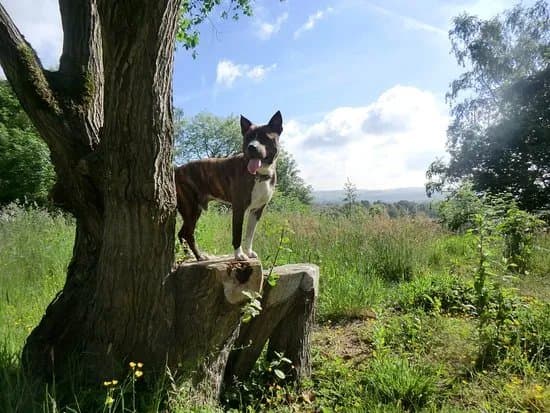Bleakholt Animal Sanctuary