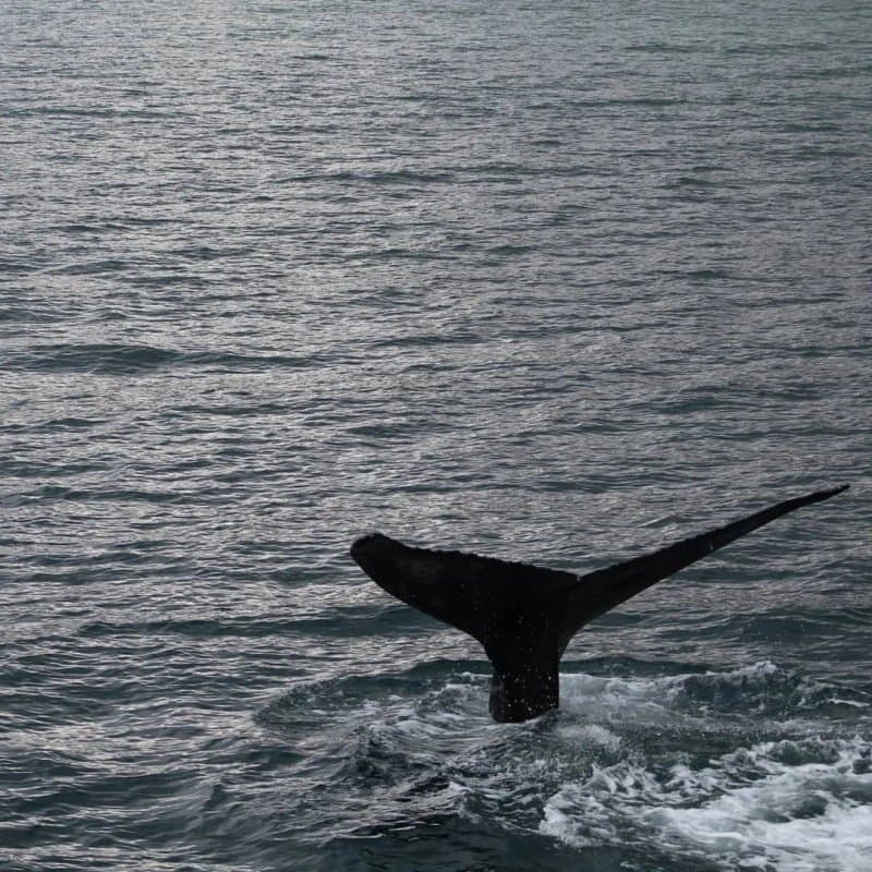Whale Watching Hjalteyri
