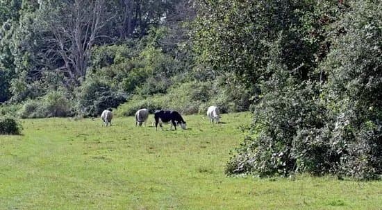 Gronet Brantevik