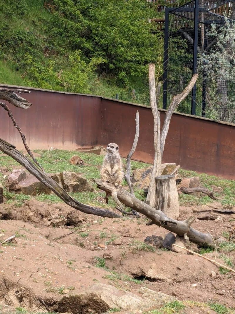 Parc Animalier d'Auvergne