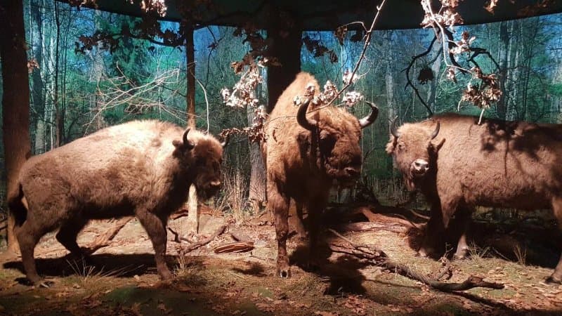 Nature And Forest Museum - Bialowieza National Park