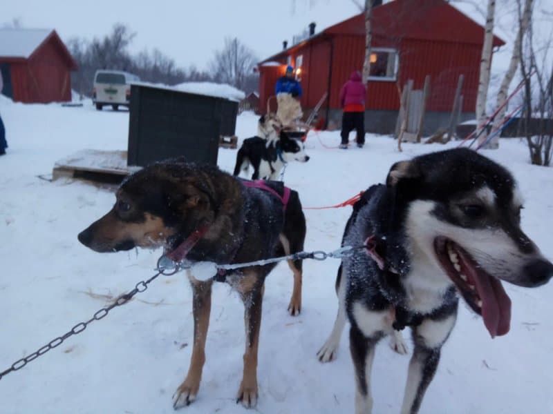 Tana Husky - Day Tours