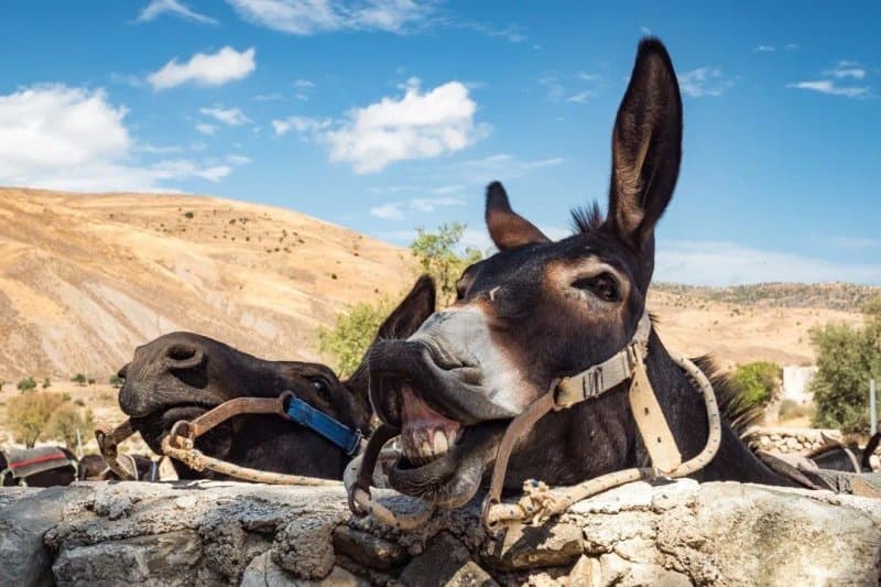 Argonaftis Tours - Kelokedara Donkey Farm