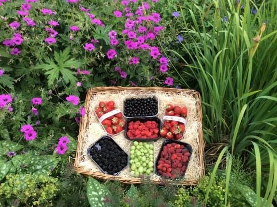 Malones Fruit Farm