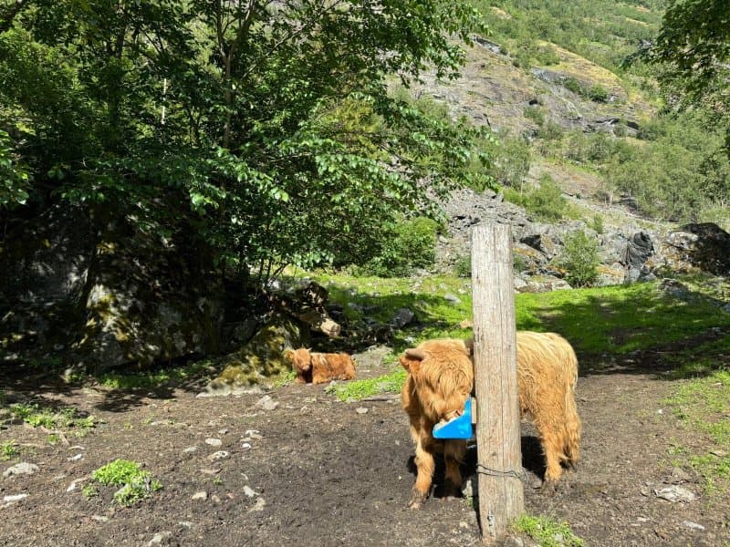Brekkefossen