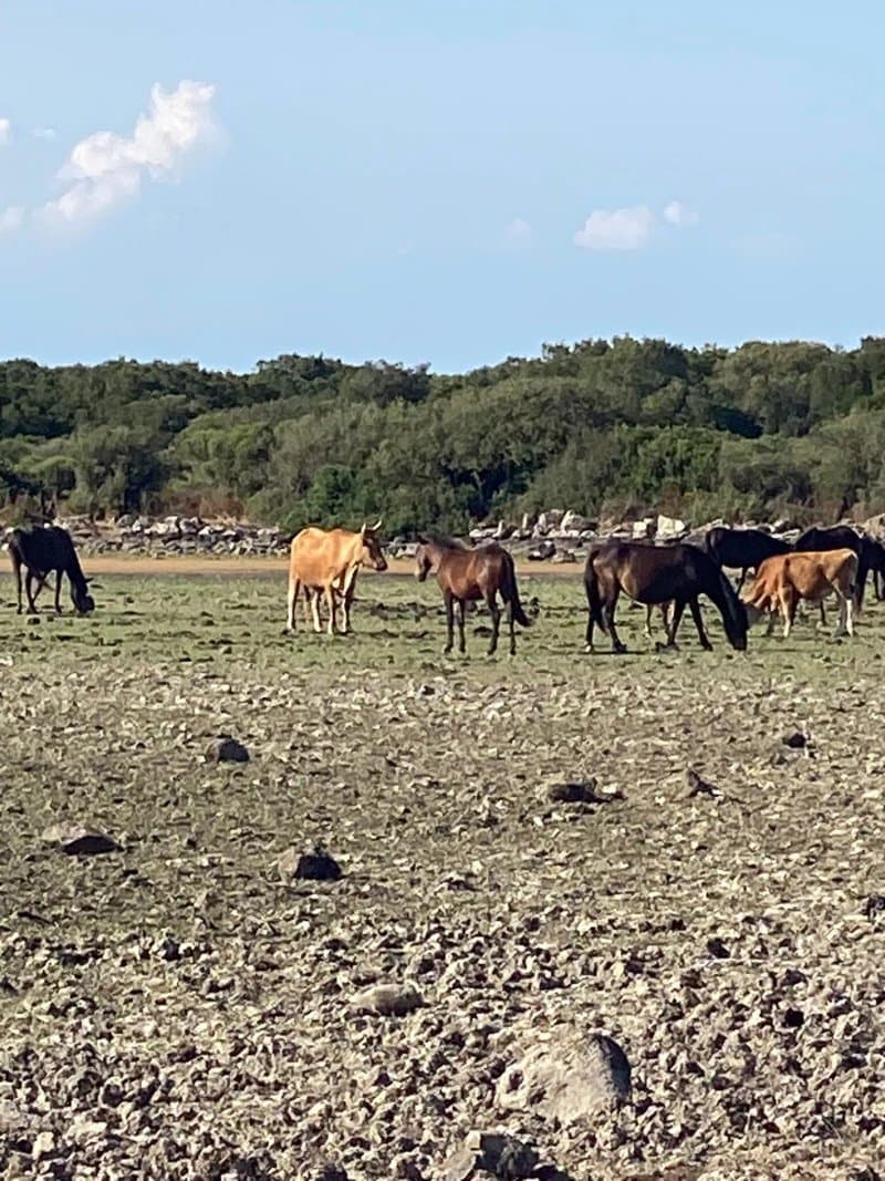 Parco della Giara Tuili