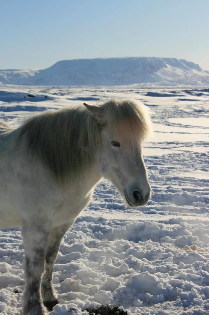 Safari Horse Rental