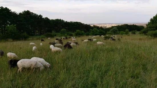 Die Perchtoldsdorfer Heide