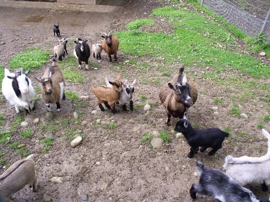 Tierpark Langenthal