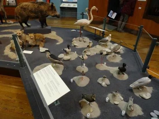 Natural History Museum of Nice