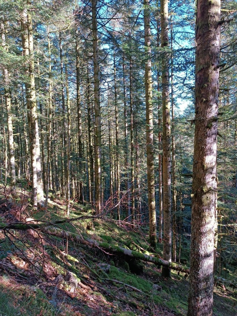Clairiere aux Cabanes