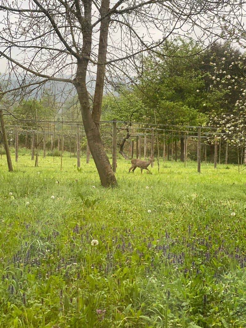 Agroturismo Iabiti-Aurrekoa