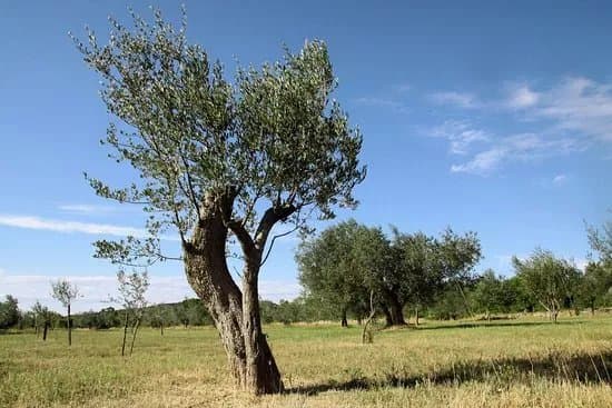 Bembo Olio D Oliva