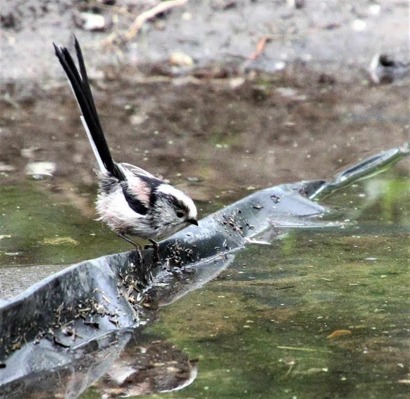 Weeting Heath Nature Reserve - Norfolk Wildlife Trust