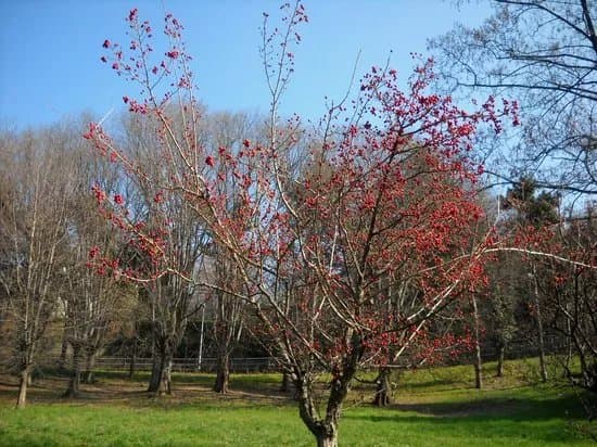 Parco Della Rimembranza