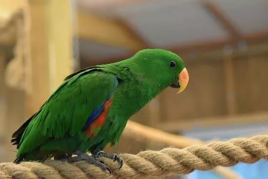 Papugarnia Pobierowo