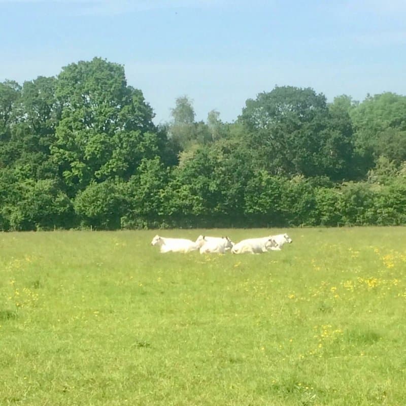 Secret Meadows Glamping